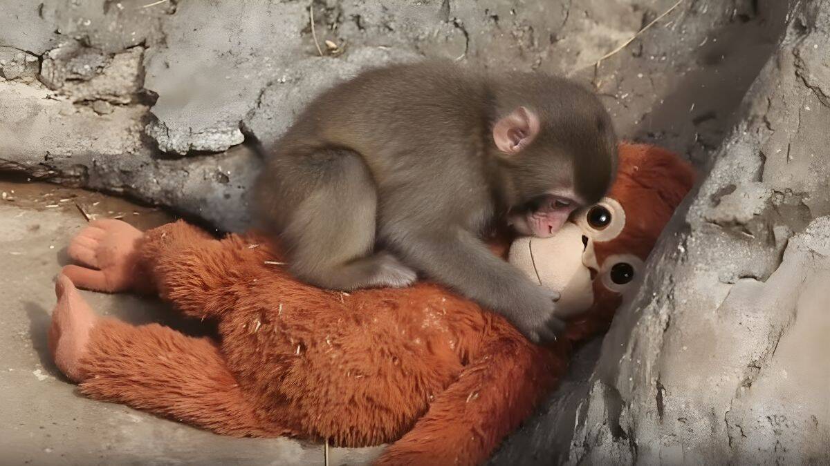Der kleine Punch mit seiner Ersatzmutter